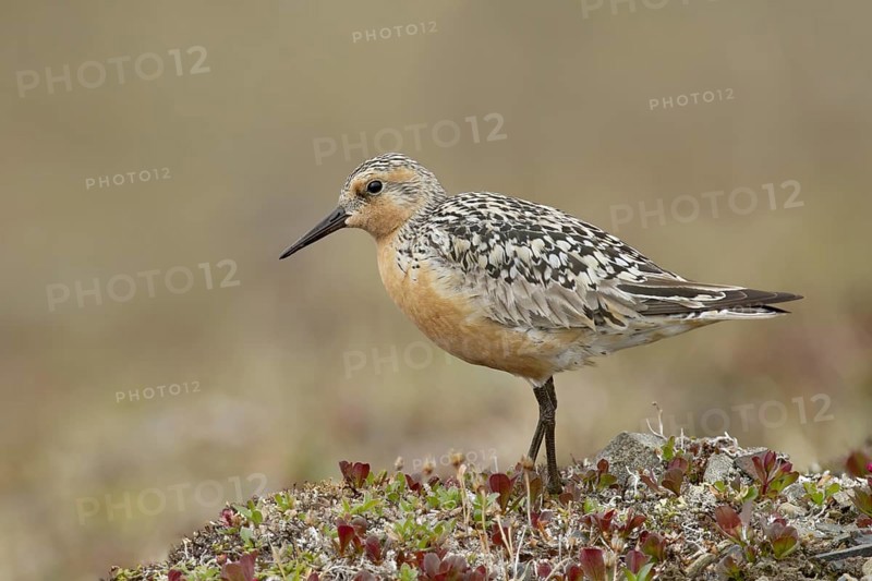Red Knot (Calidris canutus), Alaska, USA, North America