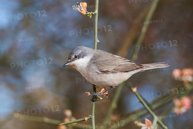 Lesser Whitethroat (Sylvia curruca) perched on a twig, Eilat, Israel, Asia