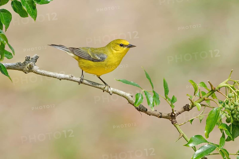 Blue-winged Warbler (Vermivora cyanoptera) female perched on a branch, Texas, USA, North America
