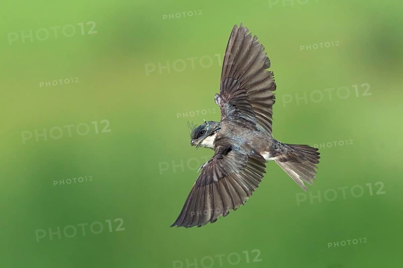 Tree Swallow (Tachycineta bicolor) flying, Colorado, USA, North America
