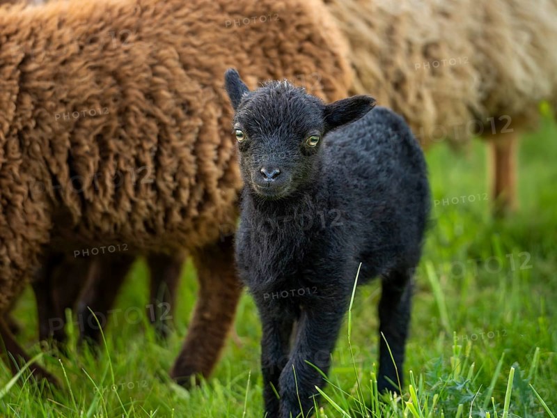 Black lamb in a meadow, behind it other sheep. Ouessant sheep (Breton dwarf sheep), Germany, Europe