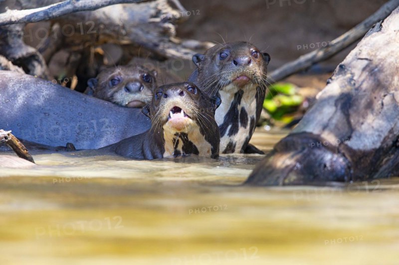 Giant otter (Pteronura brasiliensis) Pantanal Brazil