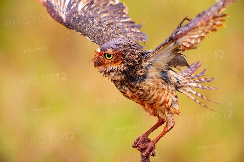 Burrowing owl (Speotyto cunicularia) Pantanal Brazil