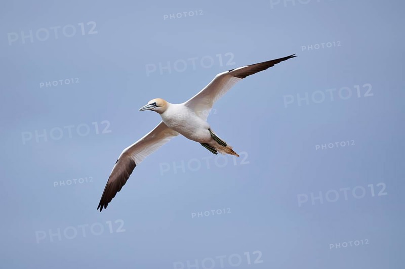 Northern gannet (Morus bassanus) flying over the sea, wildlife, Helgoland, Germany, Europe