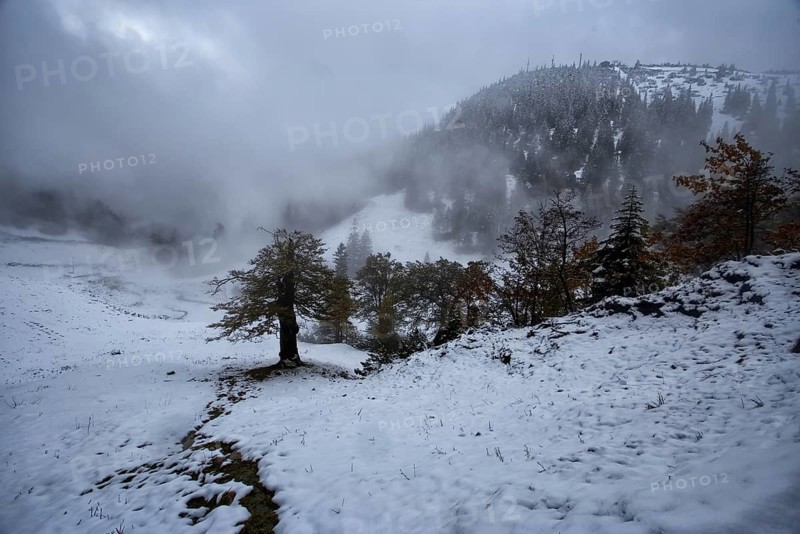 Foggy, snow-covered mountain landscape with scattered trees. Hike to the Herzogstand, Kochel am See, Bavaria, Germany, Europe