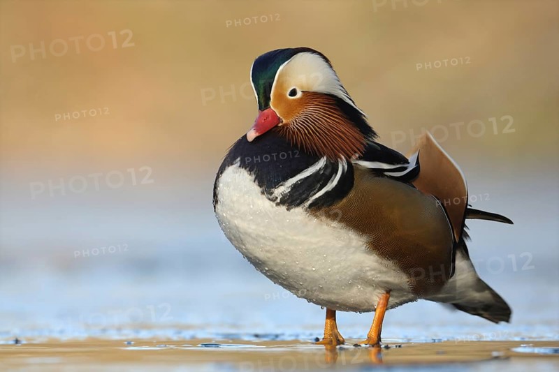 Mandarin Duck (Aix galericulata) male, North Rhine-Westphalia, Germany, Europe