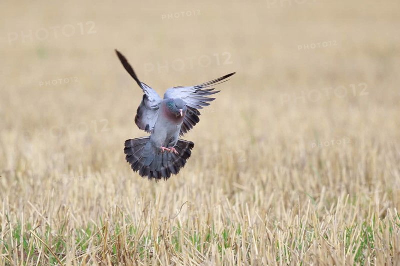 Stock Dove (Columba oenas) flying, North Rhine-Westphalia, Germany, Europe