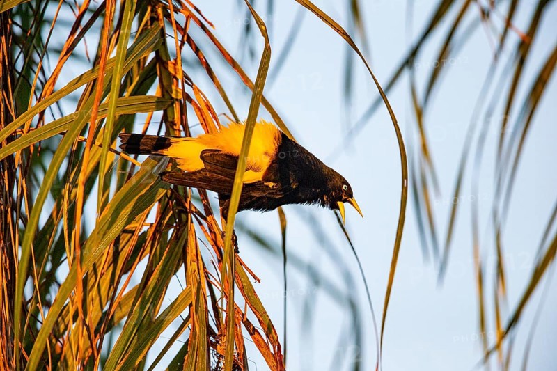 Yellow-rumped cacique (Cacicus cela) Pantanal Brazil