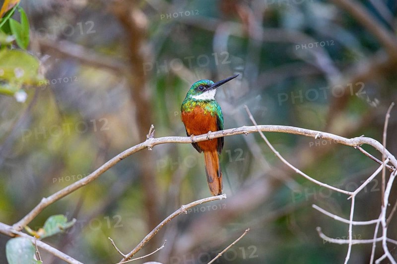 Rufous-tailed jacamar (Galbula ruficauda) Pantanal Brazil