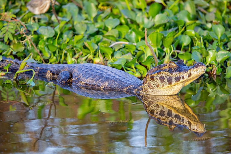 Spectacled caiman (Caiman crocodilius) Panatanal Brazil