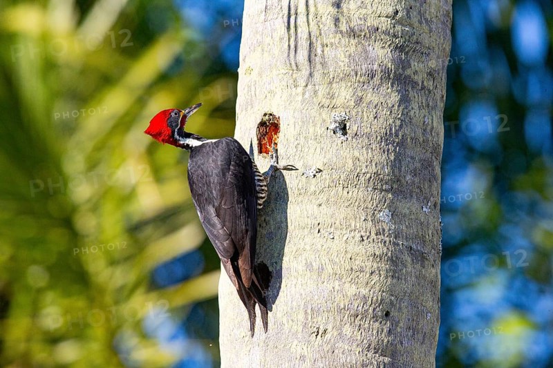 Lineated woodpecker (Dryocopus lineatus) Pantanal Brazil