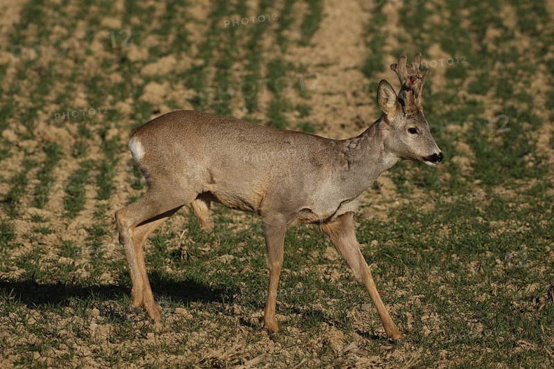 Roe deer (Capreolus capreolus) six-antlered buck with velvet horns in a field in spring, Lower Austria, Austria, Lower Austria, Austria, Europe