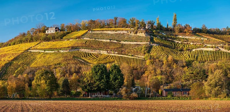 Vineyards divided into terraces with dry stone walls in the evening light under a blue sky, autumn in the Saale valley near Naumburg, Burgenlandkreis, Saxony-Anhalt, Germany, Europe