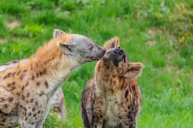 Two adult spotted hyenas (Crocuta crocuta), one male and one female, display courtship behavior