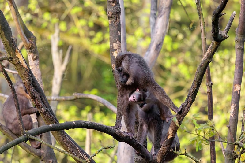 An adult female mandrill (Mandrillus leucophaeus) stands with her baby high up in a tree. A green forest can be seen in the background