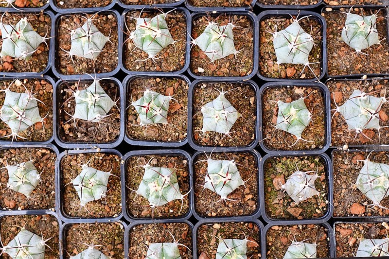 Top view of small 'Ferocactus Latispinus' cactus in flower pot with stones