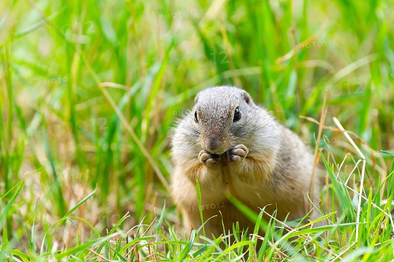 European ground squirrel (Spermophilus citellus) on a meadwo, Bavaria, Germany, Europe