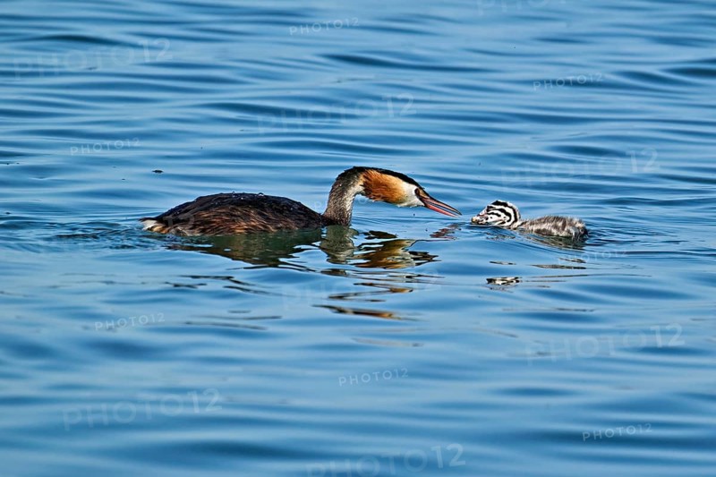 Great Crested Grebe (Podiceps Scalloped ribbonfish), pair feeding a chick with fish, swimming in the water, Lake Zug, Kanon Zug, Switzerland, Europe