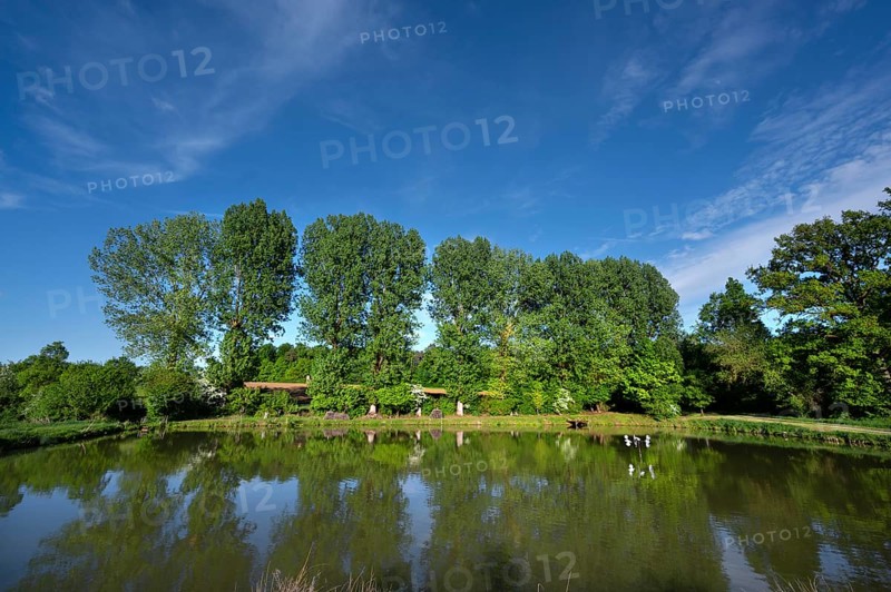 Poplar (Populus) at a carp pond, Beerbach, Middle Franconia, Bavaria, Germany, Europe