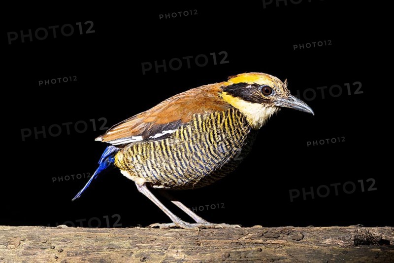 Javan Banded Pitta (Hydrornis guajanus) female, Bali, Indonesia, Asia