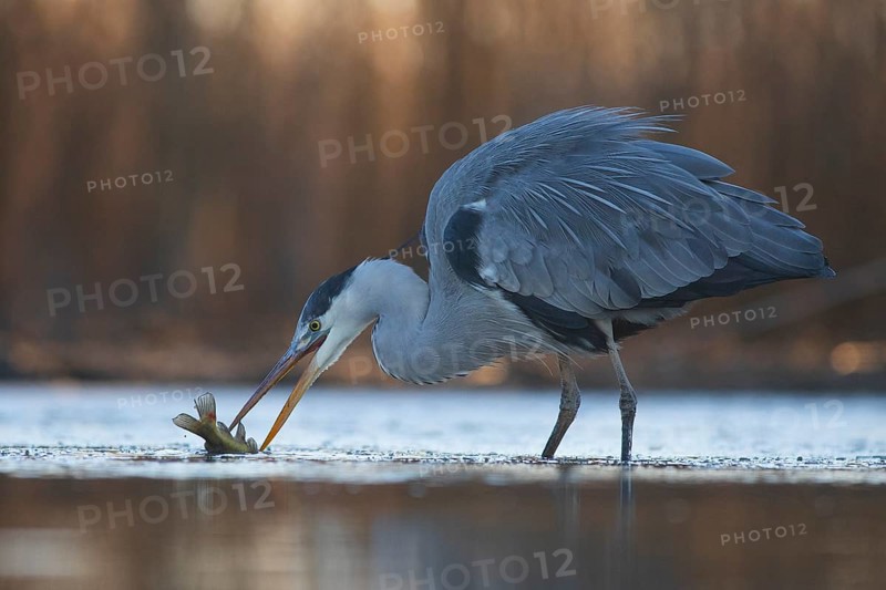 Grey Heron (Ardea cinerea) with fish prey in beak, Pusztaszer, Hungary, Europe