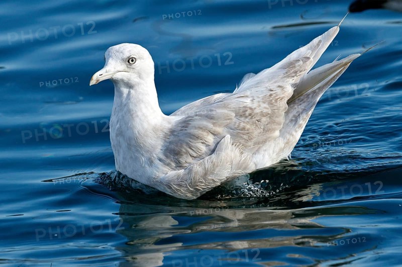 Iceland Gull (Larus glaucoides), Spain, Europe