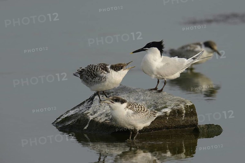 Sandwich Tern (Thalasseus sandvicensis) chick, Texel, Netherlands