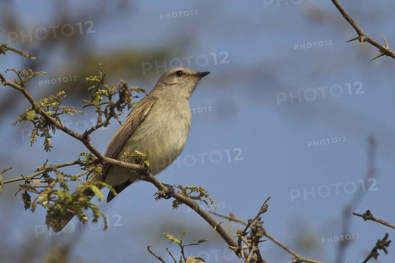 Mouse-colored Tyrannulet (Phaeomyias murina), Peru, South America