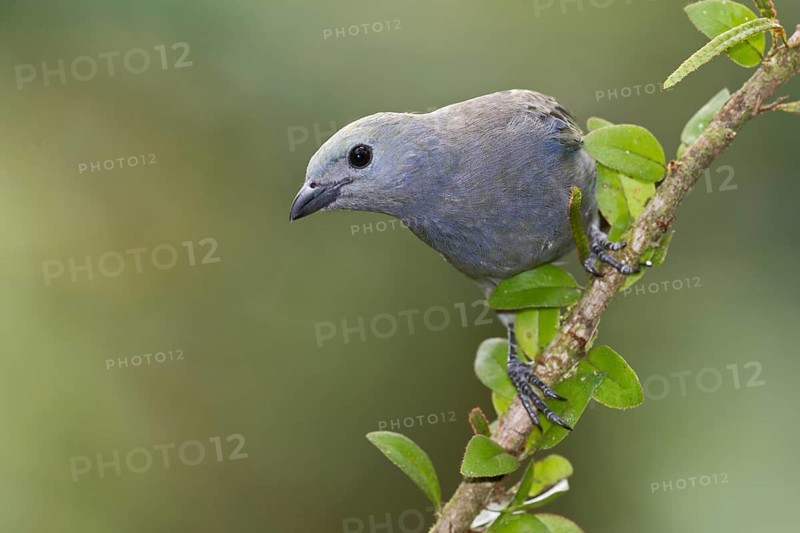 Palm Tanager (Thraupis palmarum), Costa Rica, Central America
