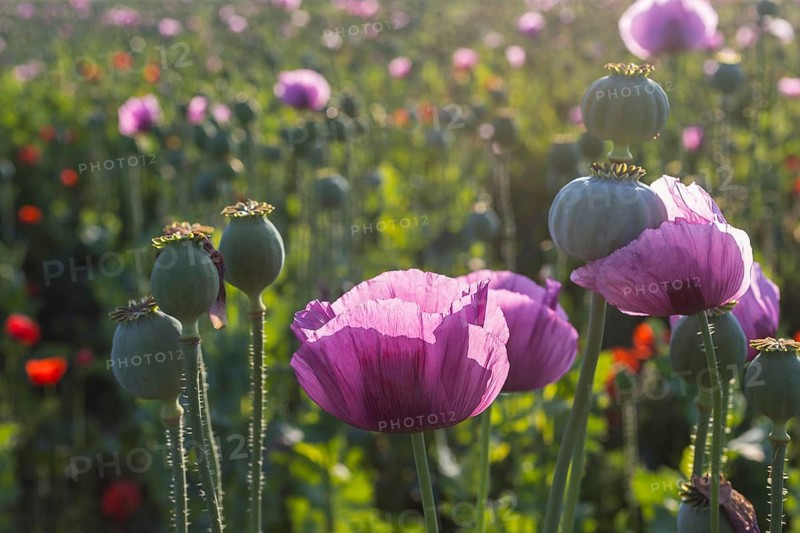Poppy capsules and flowers of the blue poppy (Papaver somniferum) in the morning light, in a field near Callenberg, Saxony, Germany, Europe