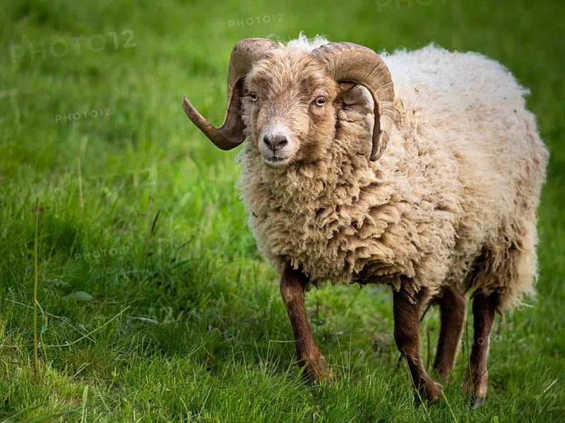 Ram with horns, running across a meadow, Ouessant sheep (Breton dwarf sheep), Germany, Europe