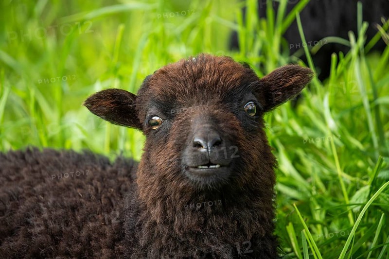 Portrait of a black sheep. Ouessant sheep (Breton dwarf sheep) . The teeth in the lower jaw are visible. Funny facial expression. Grazing. Germany