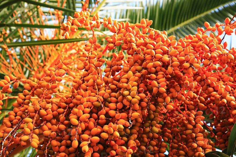 Date palm with fruit, True date palm, Phoenix dactylifera