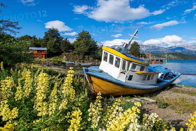 Colourful wooden fishing boat amidst yellow flowering lupines on the beach, Lago General Carrera, also known as Lago Chelenko, Puerto Rio Tranquilo, Aysen region, Patagonia, Chile, South America