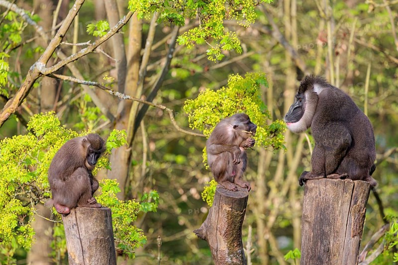 Three Drills (Mandrillus leucophaeus), a male and two females, sit high up on the three stumps of a cut tree and enjoy the early sunlight. A green forest can be seen in the background