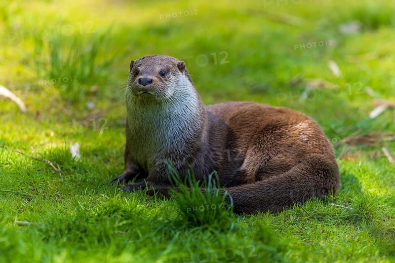 An attentive otter sits on a green meadow, European otter (Lutra lutra), Germany, Europe