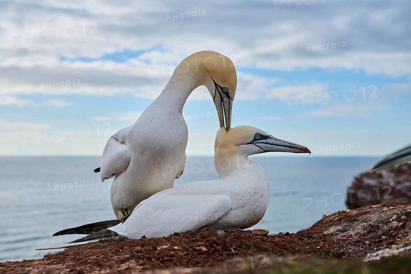 Northern gannet (Morus bassanus) couple having a love game on the cliff, wildlife, Helgoland, Germany, Europe