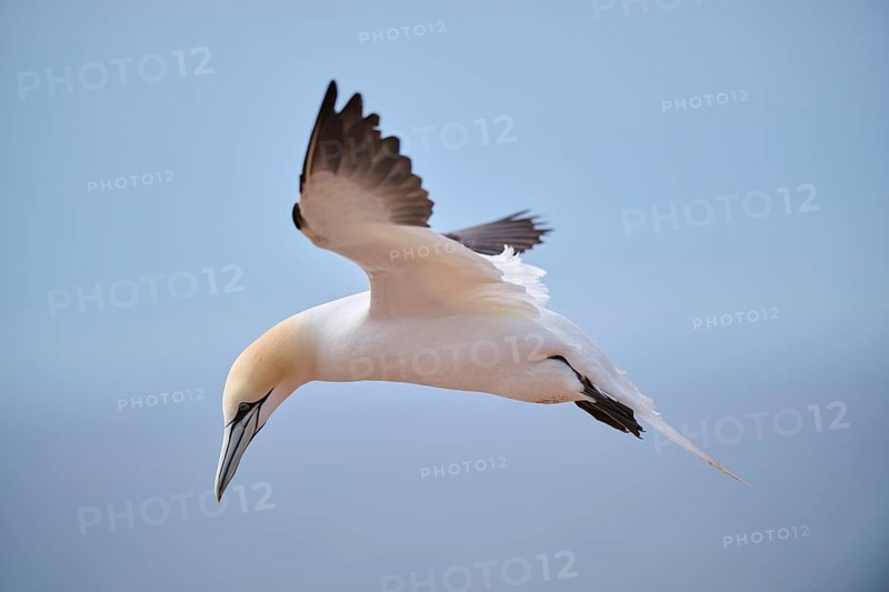 Northern gannet (Morus bassanus) flying in the sky, wildlife, Helgoland, Germany, Europe