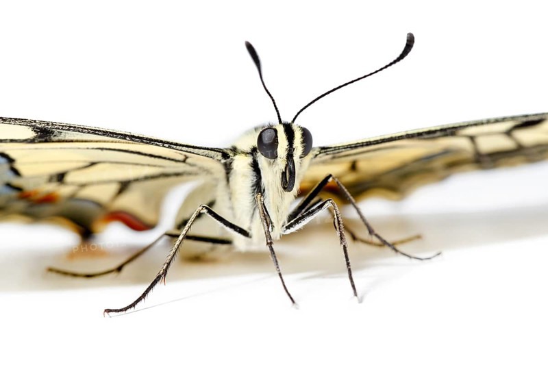 Old World Swallowtail ~ on white background ~ Galicia, Spain, Europe