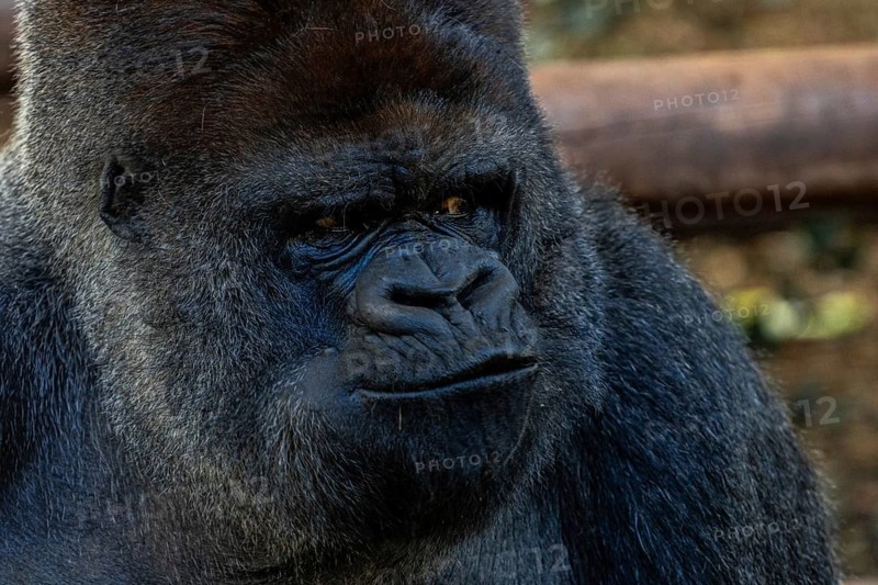 A large black gorilla with a frowning face. Concept of sadness or anger