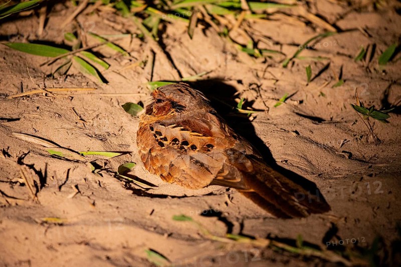 Pauraque (Nyctidromus albicollis) Pantanal Brazil