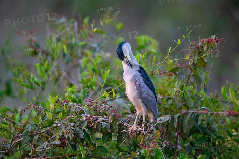 Black crowned night heron (Nycticorax nycticorax) Pantanal Brazil