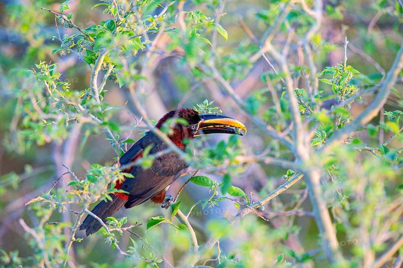 Chestnut-eared aracari (Pteroglossus castanotis) Pantanal Brazil