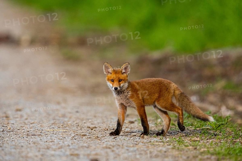 Fox (Vulpes vulpes) puppy Germany