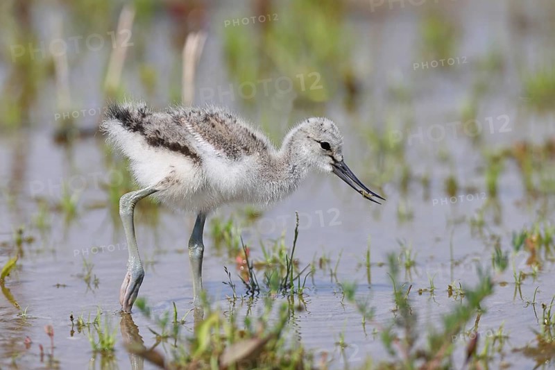 Avocet (Recurvirostra avosetta) Young bird foraging in the shore zone at the lake, Wildlife, Wading bird, Animals, Waterfowl, Lake Neusiedl National Park, Burgenland, Austria, Europe