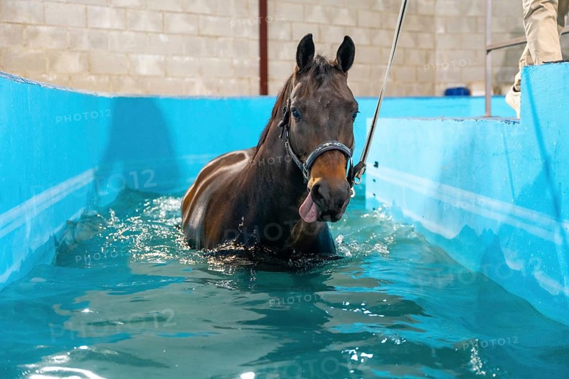 Horse during a hydrotherapy on a water treadmill inside a pool