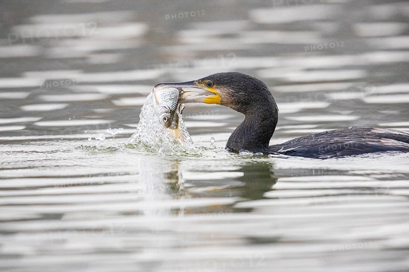 Cormorant (Phalacrocorax carbo) catching fish Germany