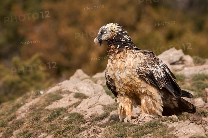Bearded vulture (Gypaetus barbatus), also known as lammergeier or bone crusher, foraging, young bird, largest bird of prey in Europe, Catalan Alps, Spain, Europe