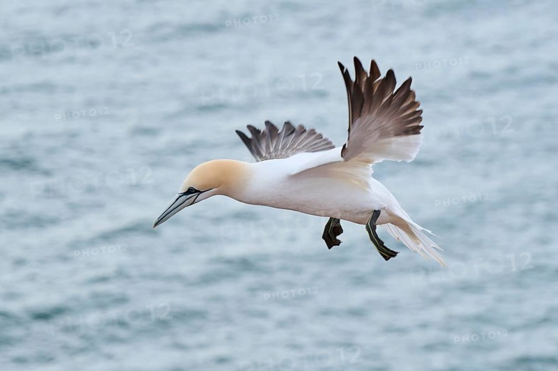 Northern gannet (Morus bassanus) flying over the sea, wildlife, Helgoland, Germany, Europe