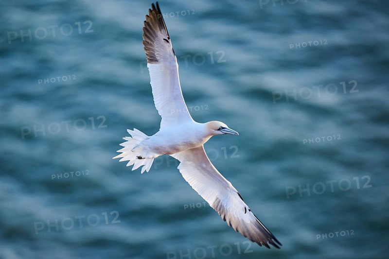 Northern gannet (Morus bassanus) flying over the sea, wildlife, Helgoland, Germany, Europe